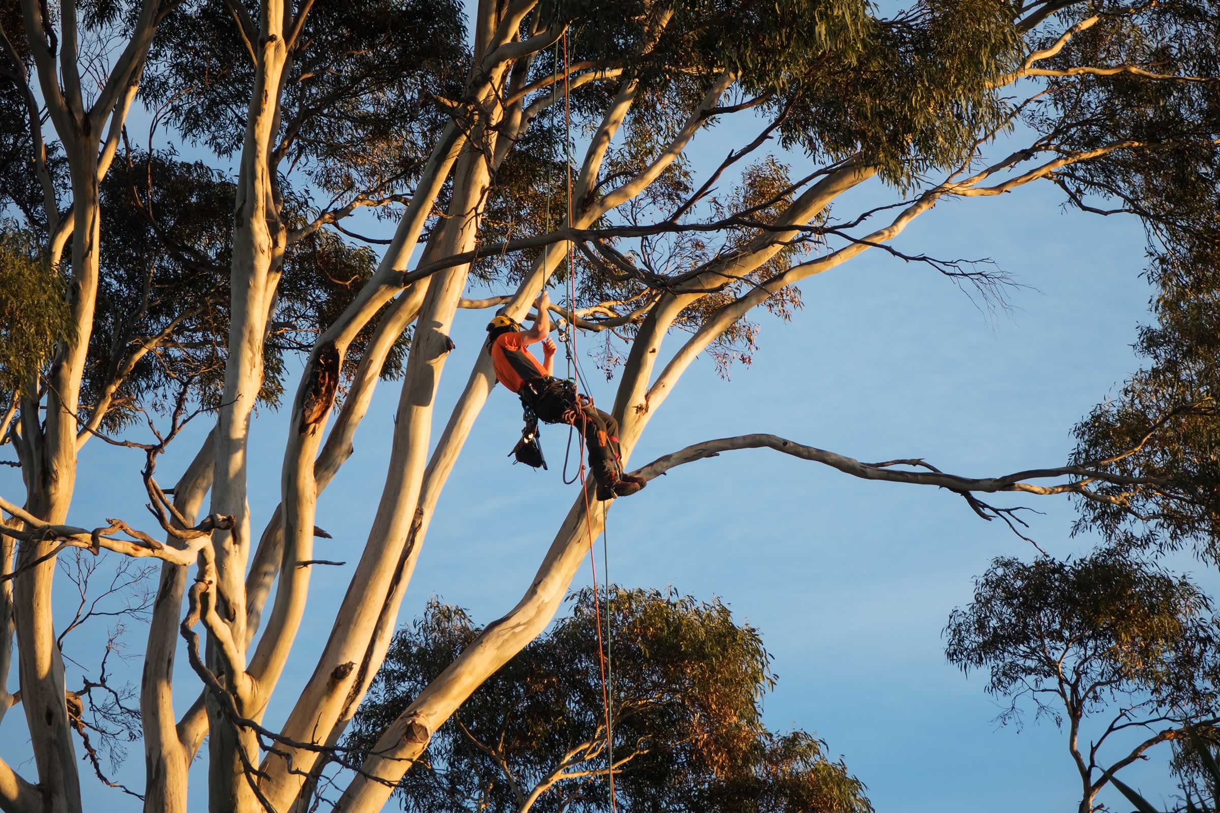 Site map Charlie’s Tree Service Hobart Tasmania