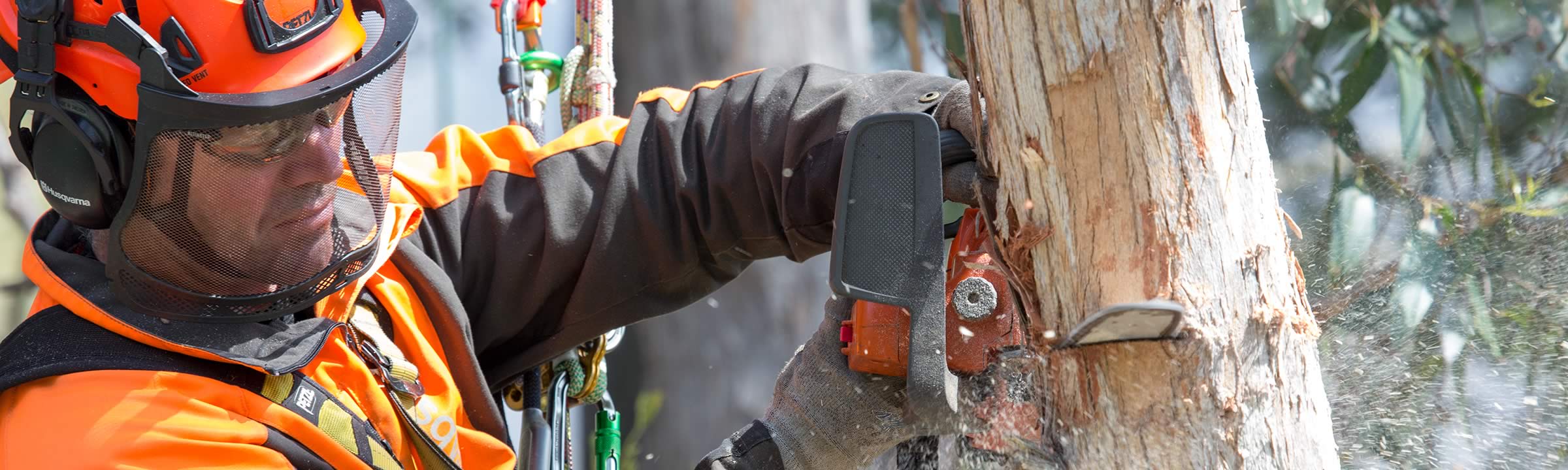 Arborist removing tree branch with chainsaw.