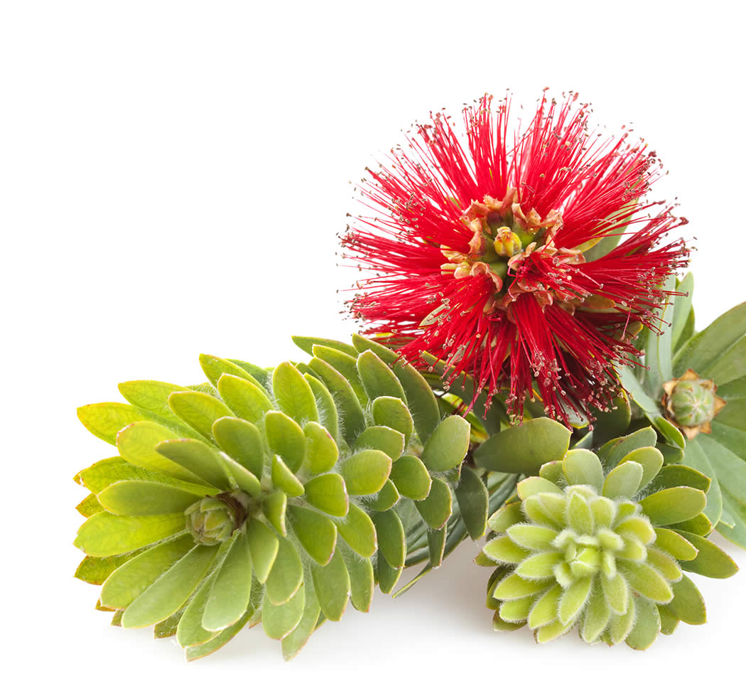 Callistemon flower, myrtle family shrub.