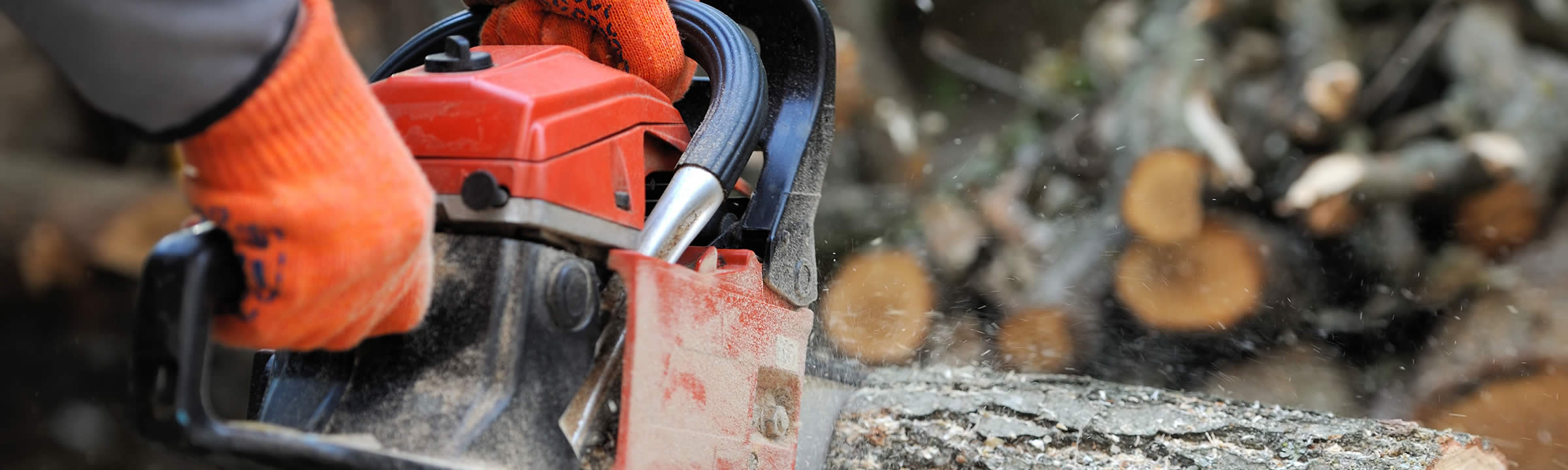 Chainsaw blade cutting log of wood.