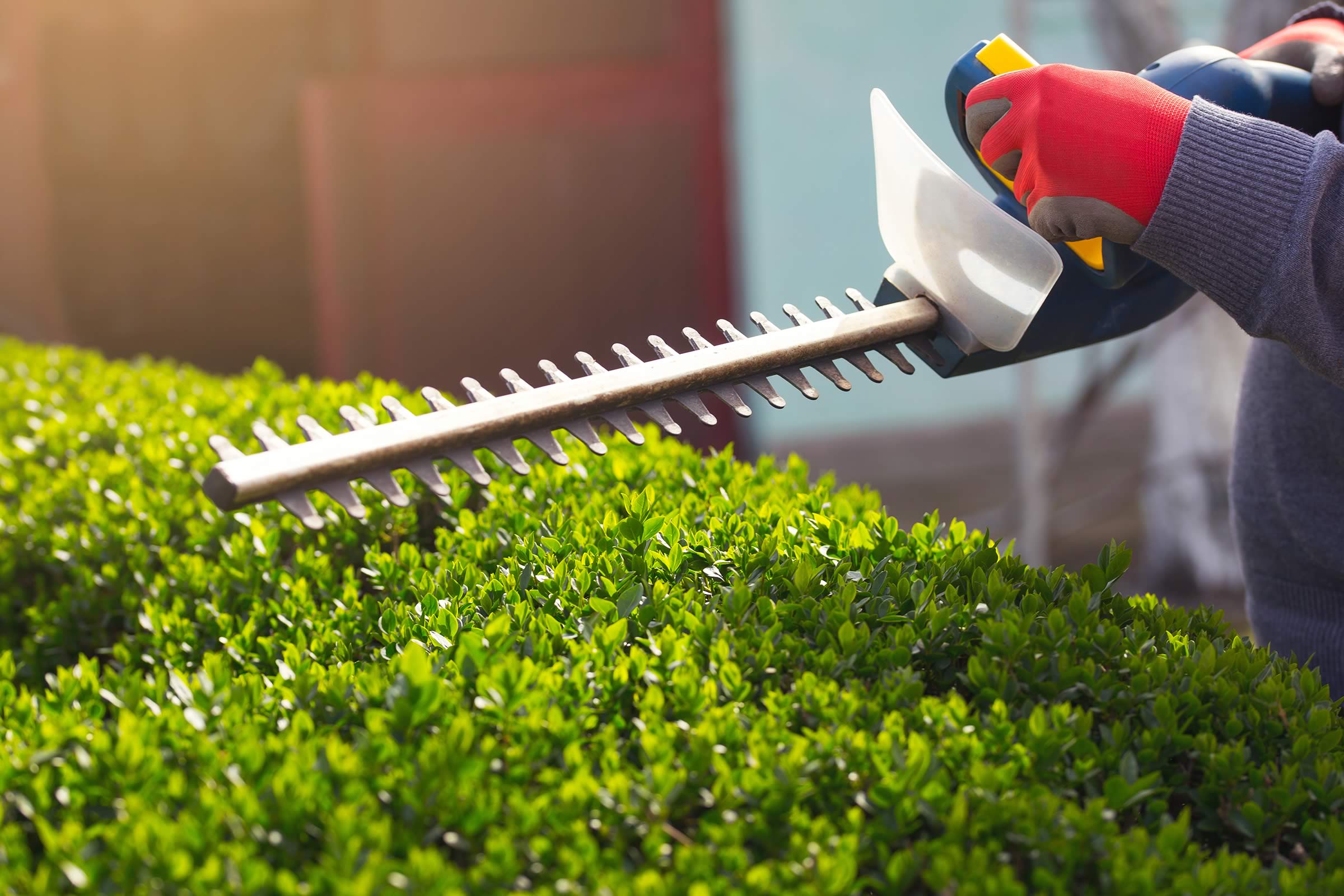Residential tree removal, hedge & stump grinding services | Charlie’s ...