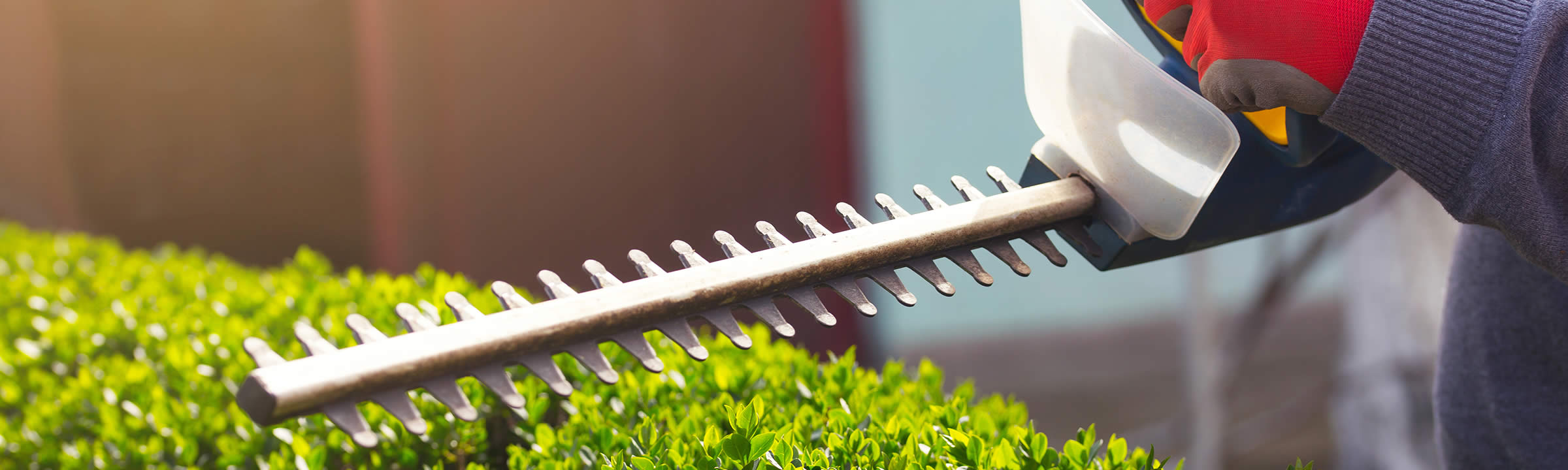 Landscaping a hedge with electrical hedge trimmer.