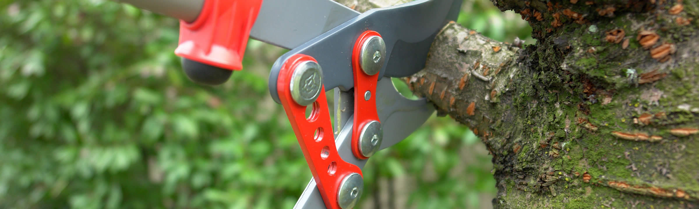 Pruning tree.