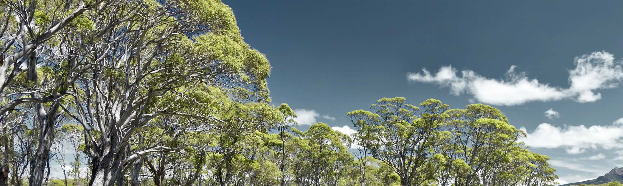 Tasmanian trees.