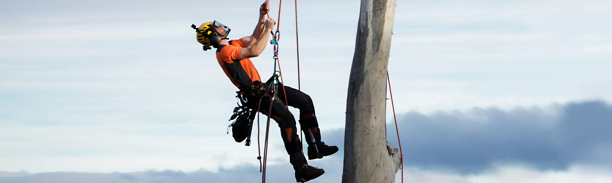 Professional arborist.